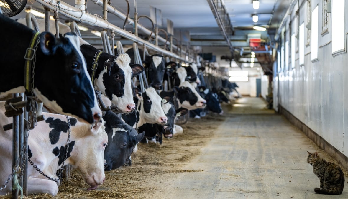 A cat looks at dairy cows in a barn.