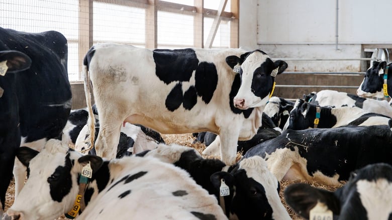 Pregnant dairy cows rest in the maternity barn at Armstrong Manor Dairy, in Caledon, Ont.