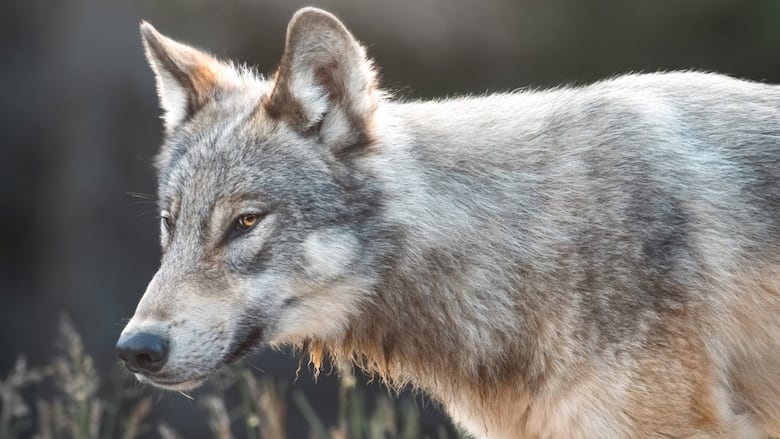 A wolf.