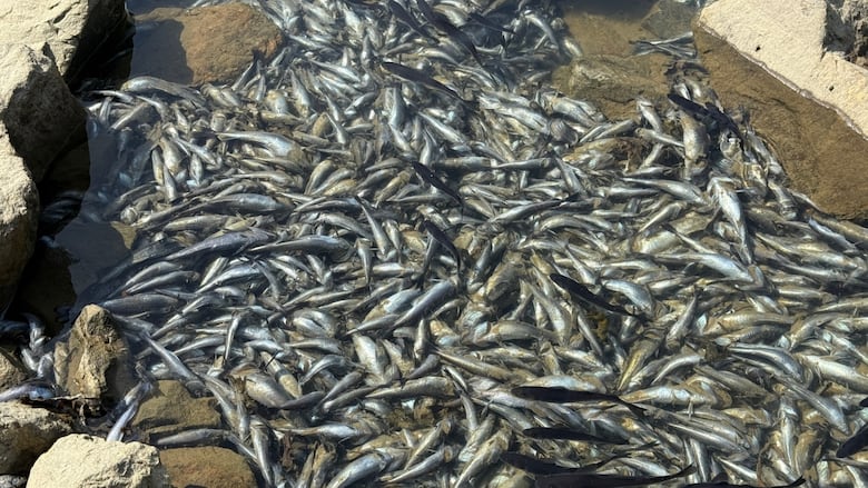 Dozens of fish lay dead in shallow pool.
