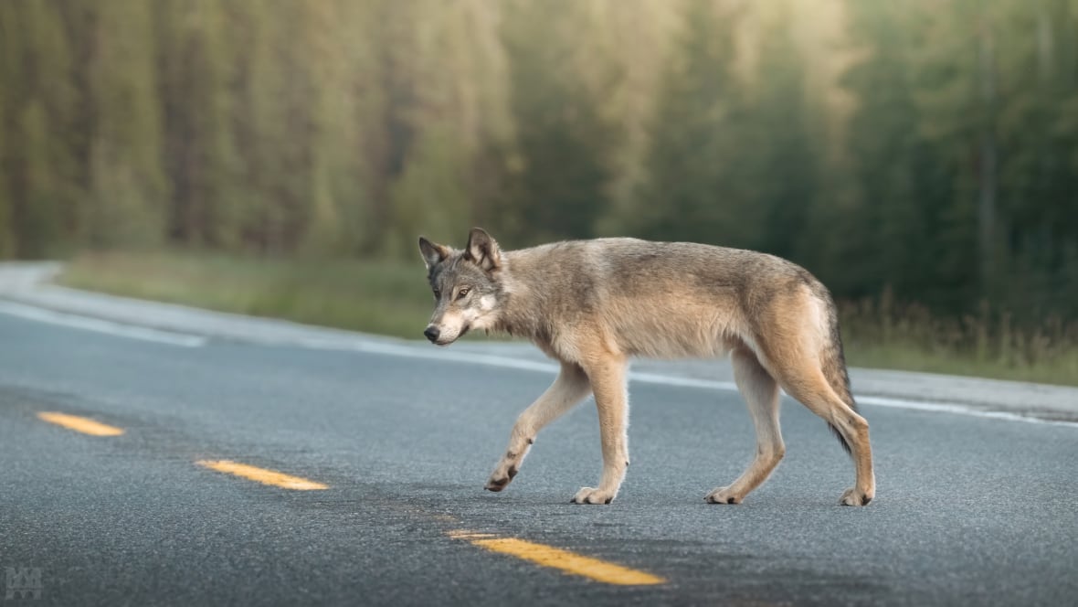 A wolf.