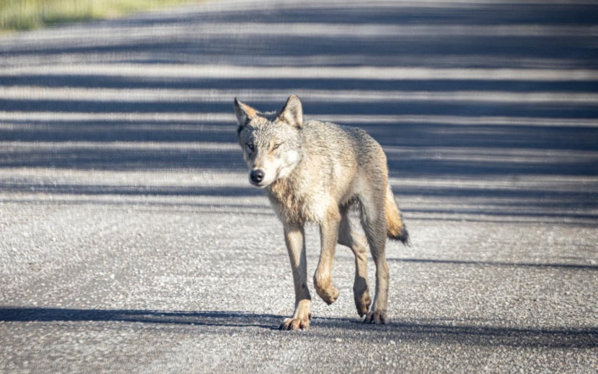 A wolf.