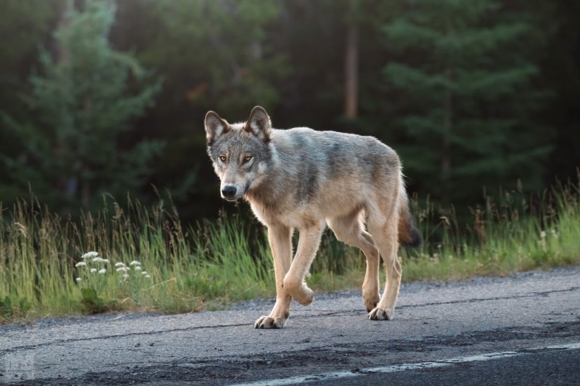 A wolf.