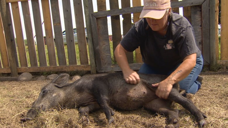Woman rubbing pig belly