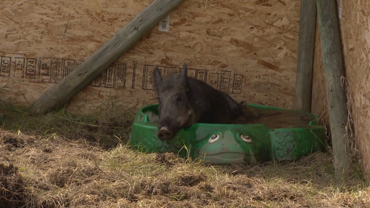 Boar in a turtle pool