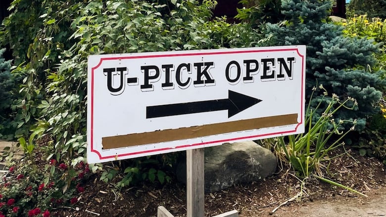 A sign that says "U-pick open"