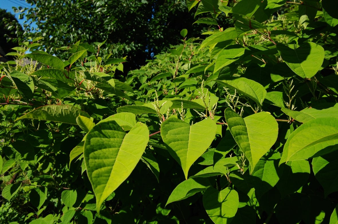 Japanese knotweed