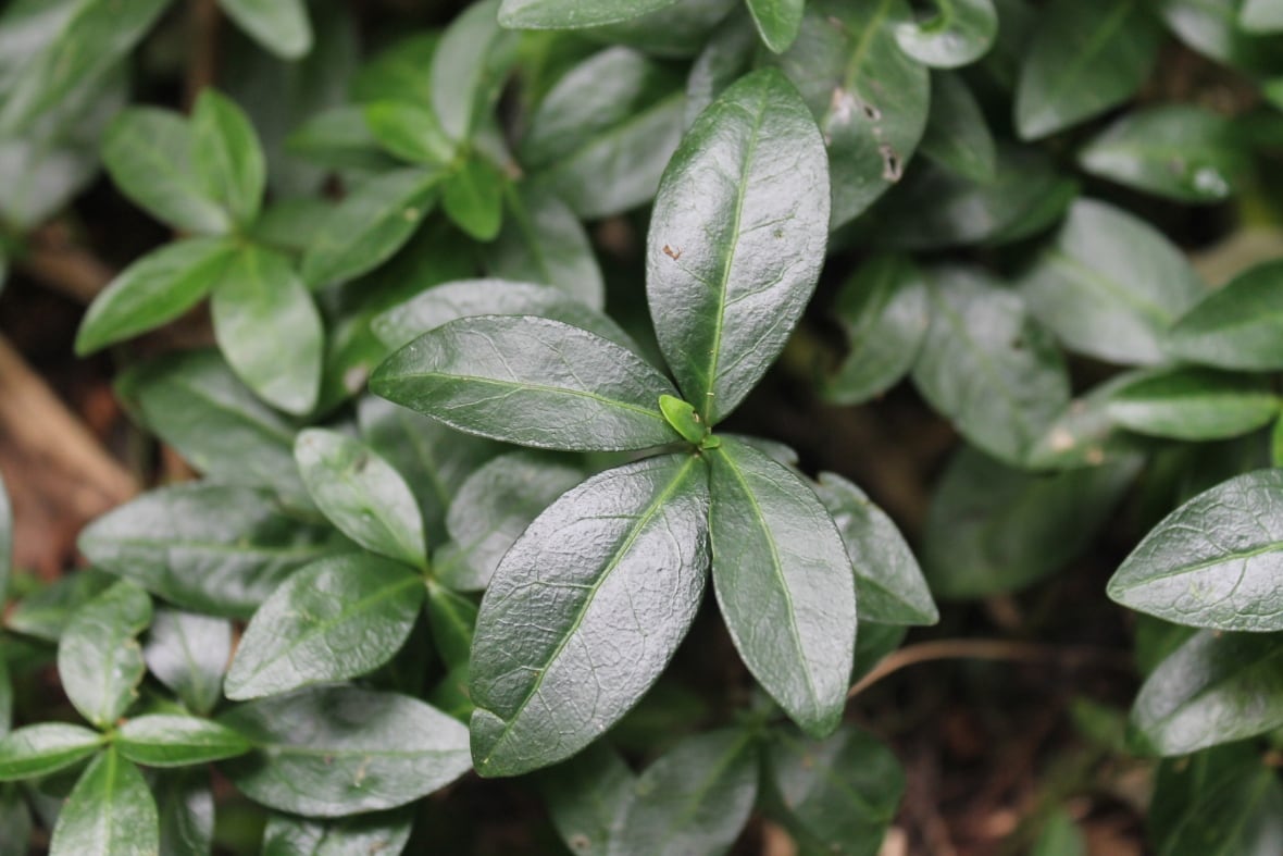 Periwinkle