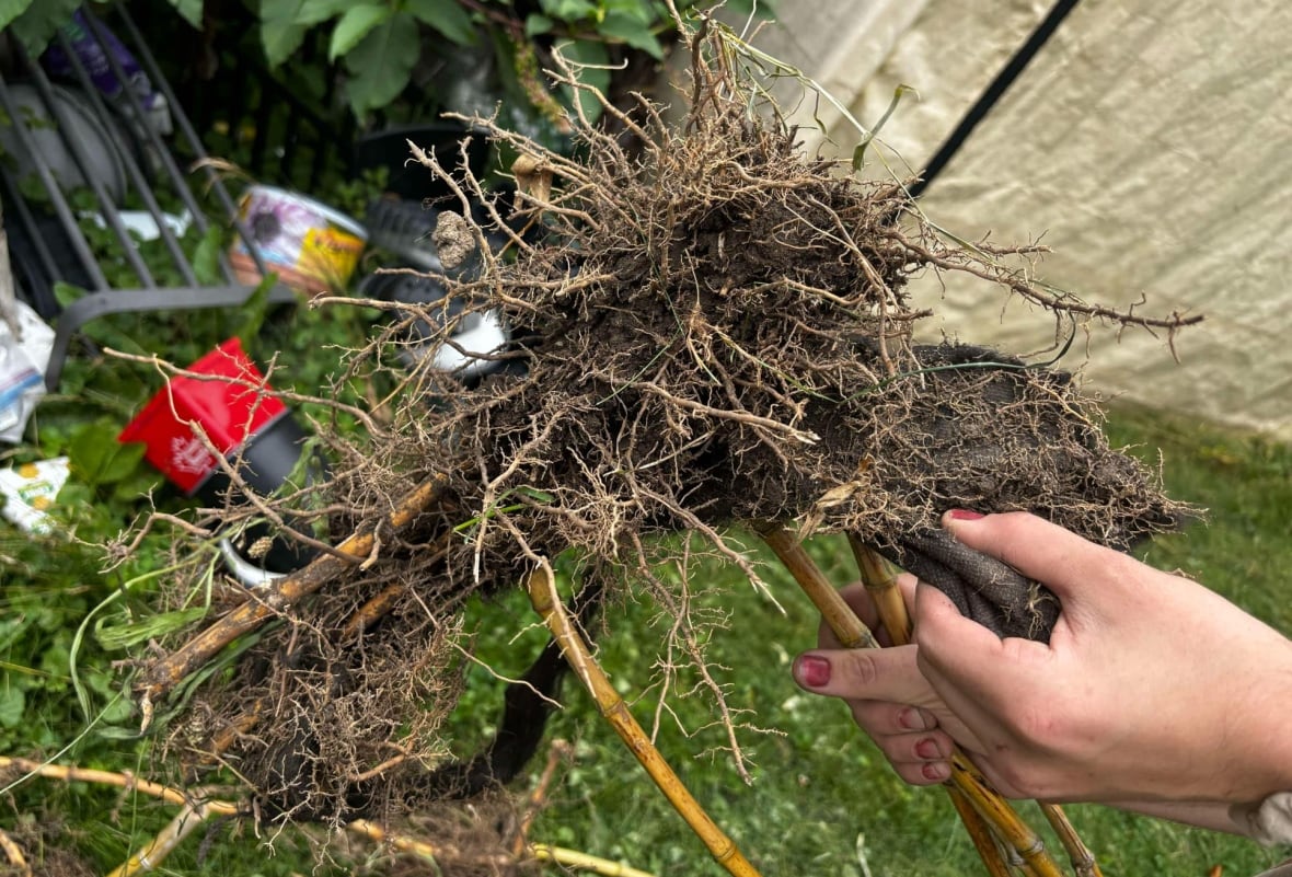Dug-up bamboo pieces and their roots