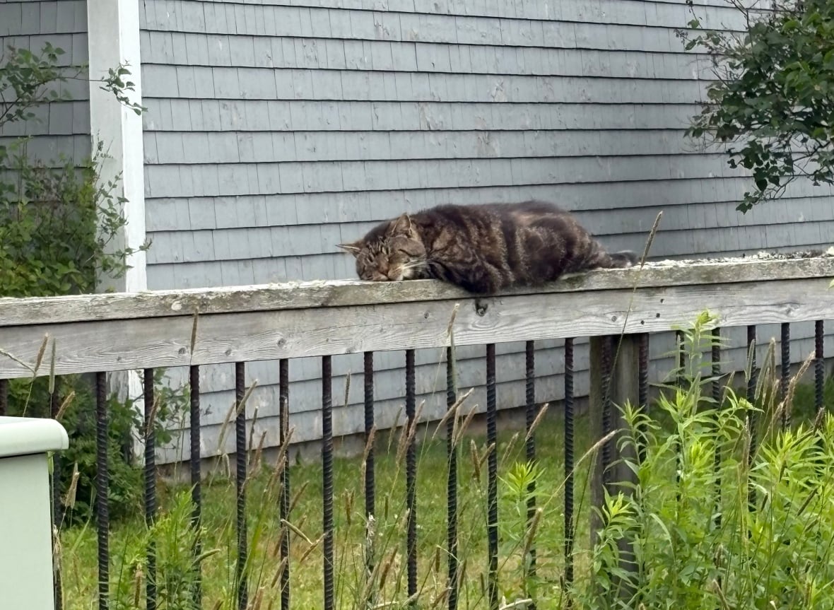 A cat sleeping on the railing of a deck