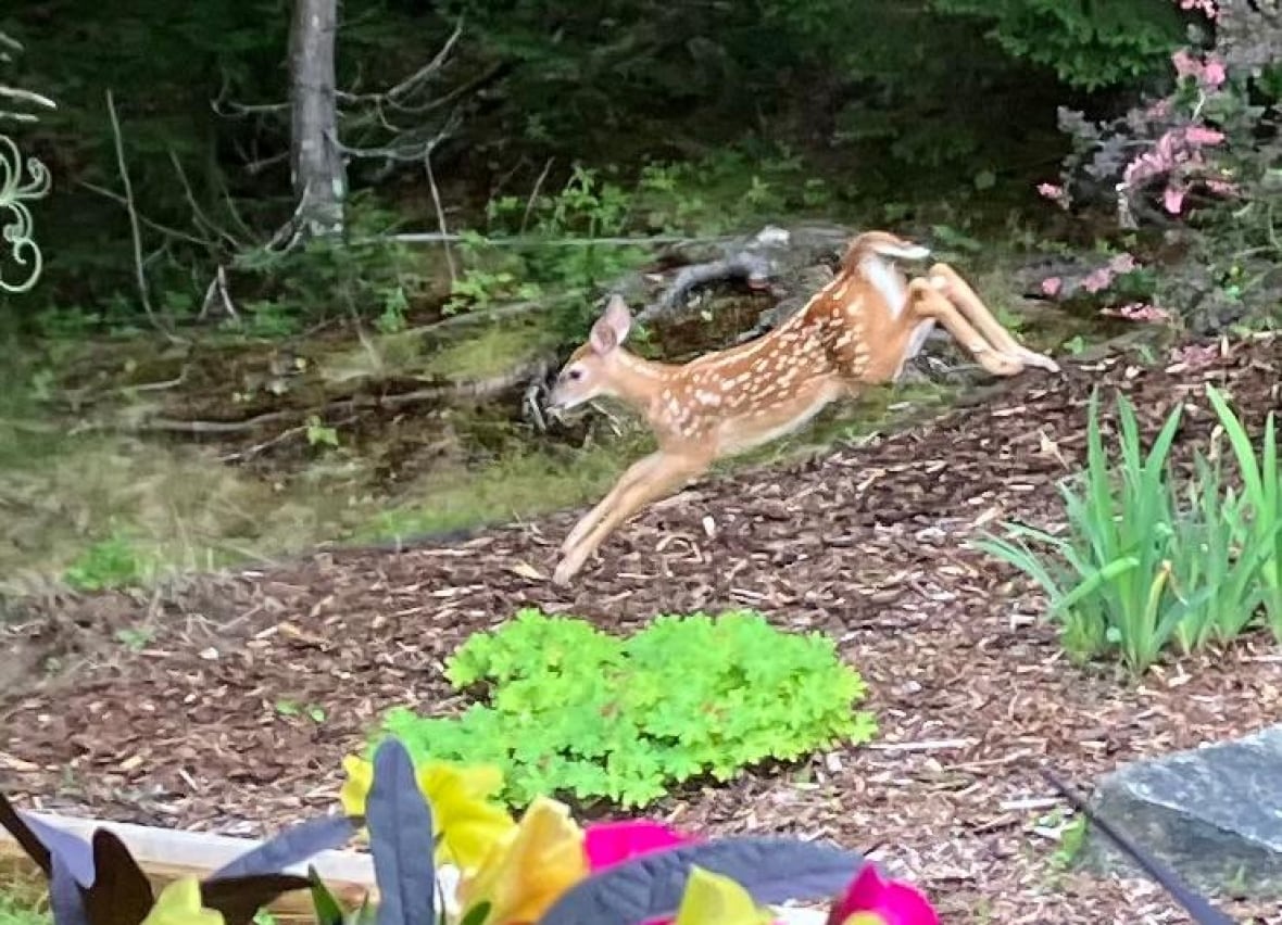 A deer, mid-jump, in a garden