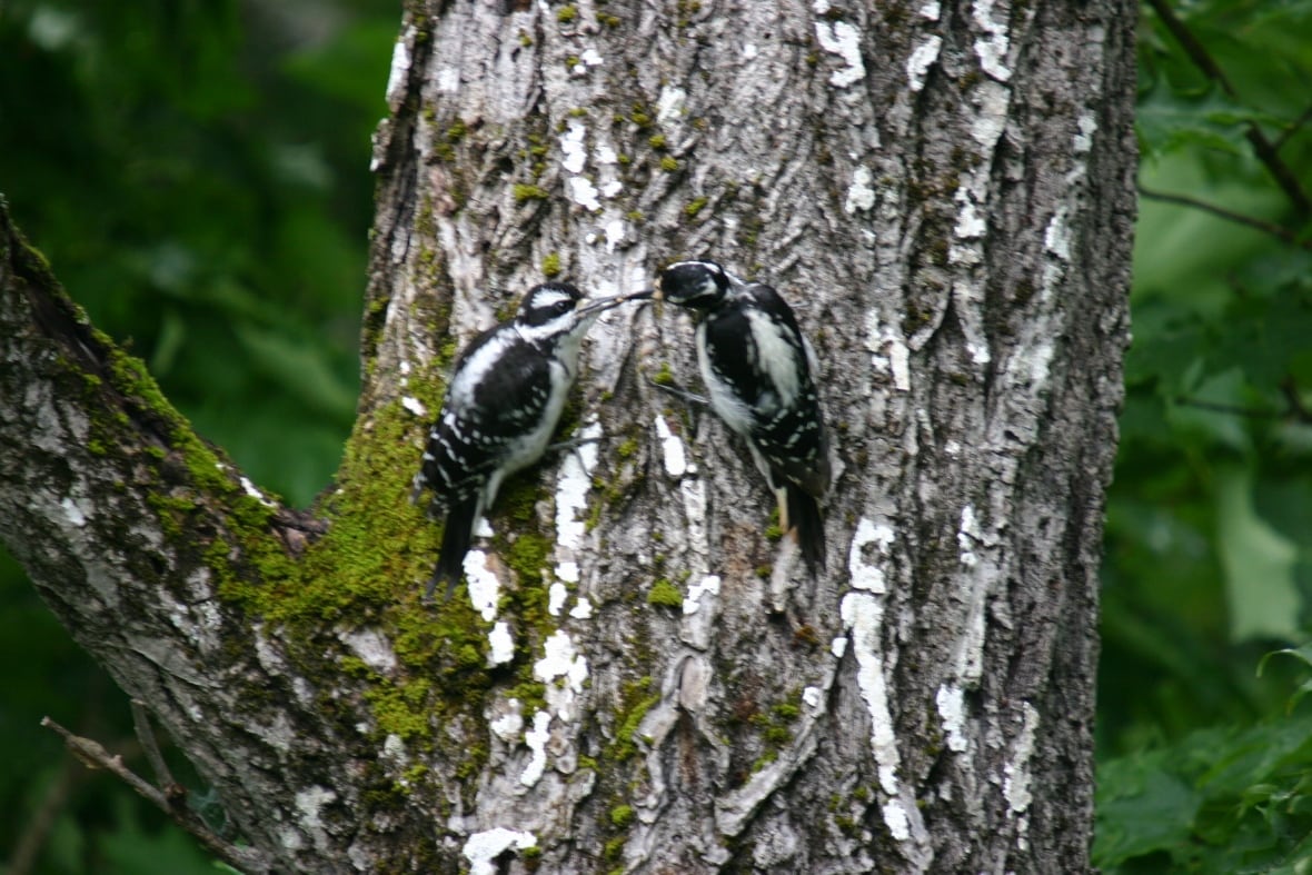 Two black and white woodpeckers on a tree