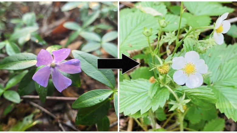 Periwinkle and woodland strawberry