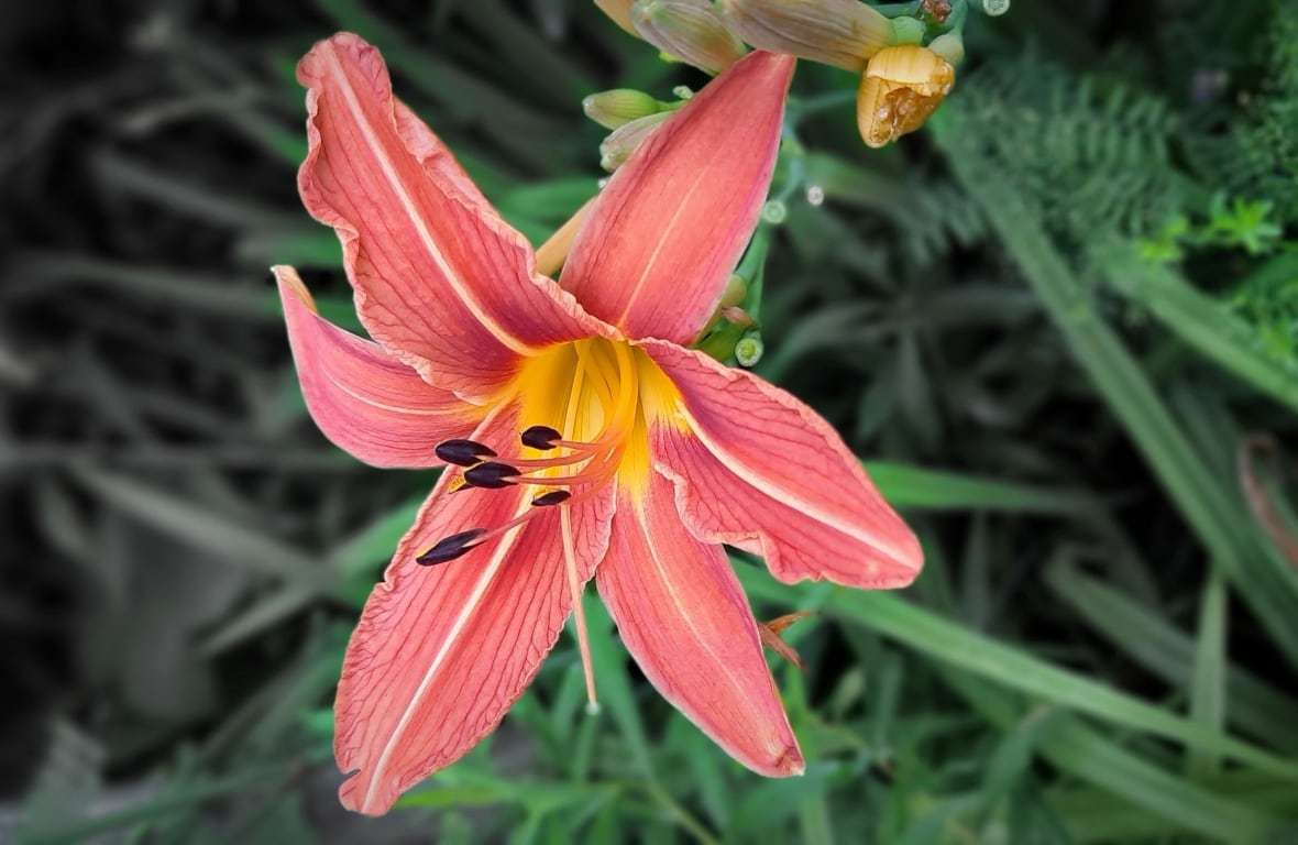 A pink lily blooming 