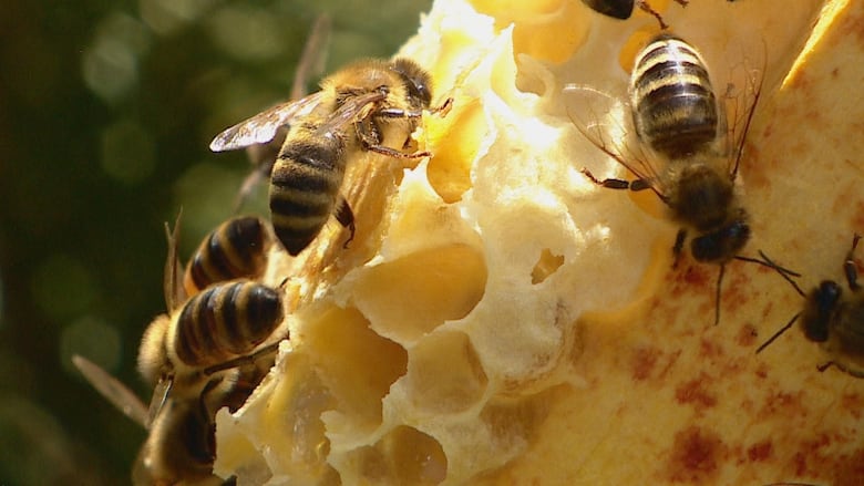 5 bees sit on a honeycomb. 