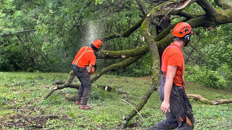 Two workers in protective gear use chainsaws on a fallen tree in summer.