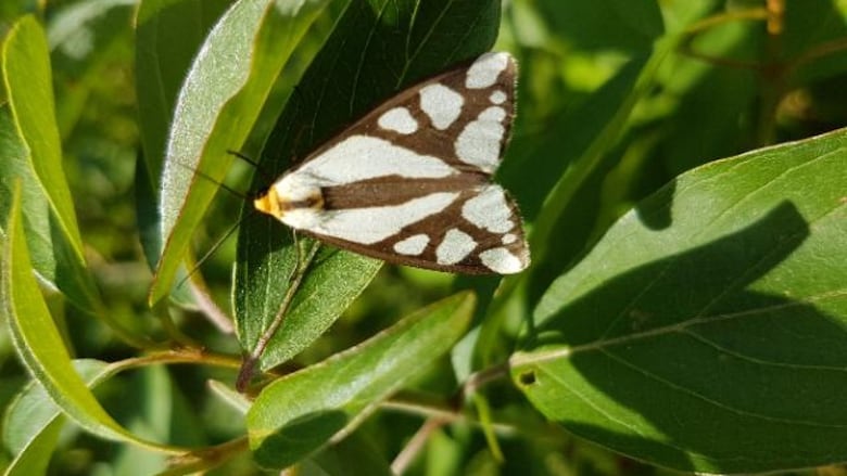 A Reversed Haploa Moth resting on a plant leaf.