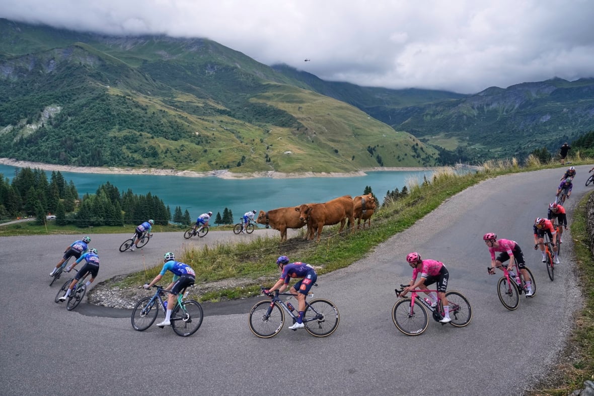A group of cyclists travel around a corner with three brown cows standing in the middle.