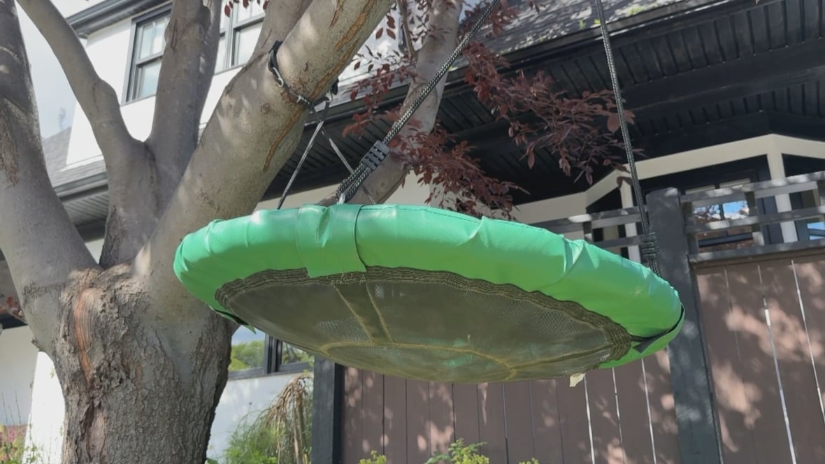 A tree swing.