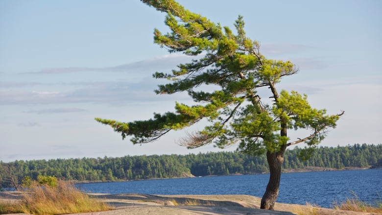 A windswept pine tree near a lake.