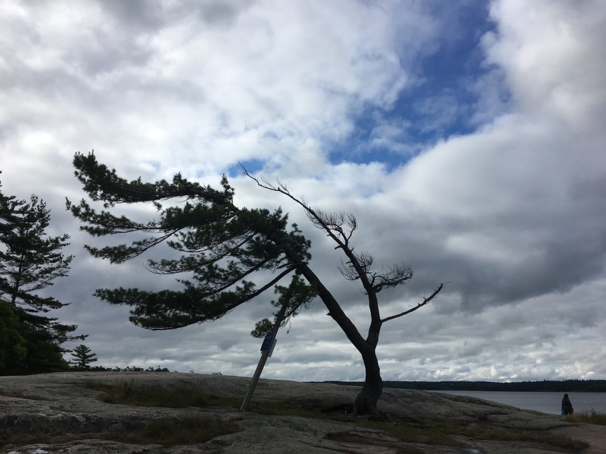 A leaning tree supported by a brace.