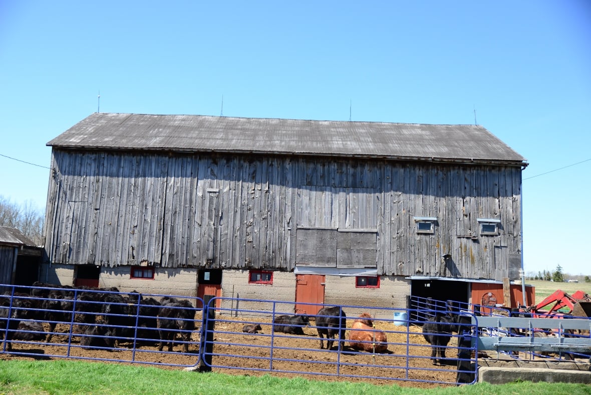Old grey barn with a fence and various cows laying near it.