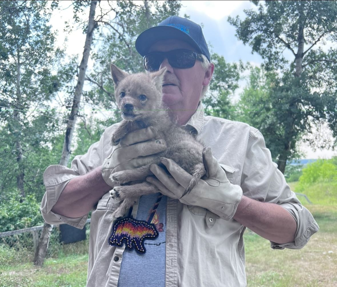 A man with glasses and a hat poses while holding an injured baby coyote.
