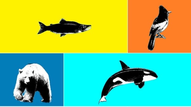 The four animals left in the Search for B.C.'s Best Symbol: Sockeye Salmon, Steller's Jay, Orca and Spirit Bear.