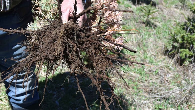 A man holds the roots of an infected sapling up to the camera.