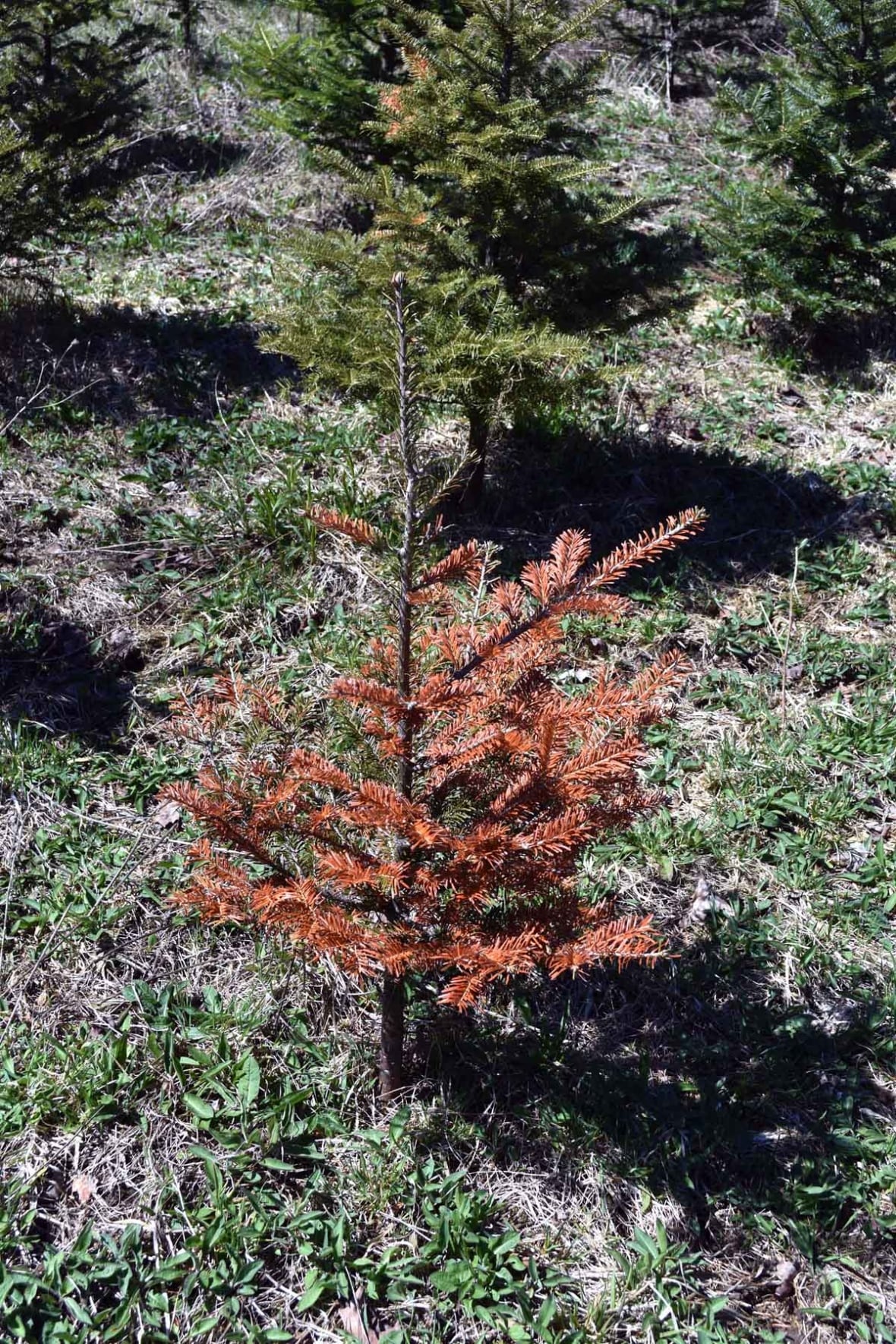 A dying fir tree is shown.