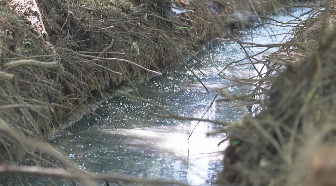 Brown, black water in a ditch surrounded by dug up vegetation.