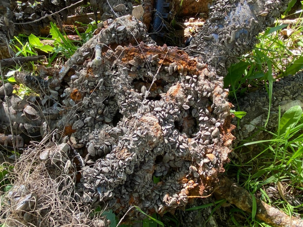 picture of zebra mussels attached to a pipe