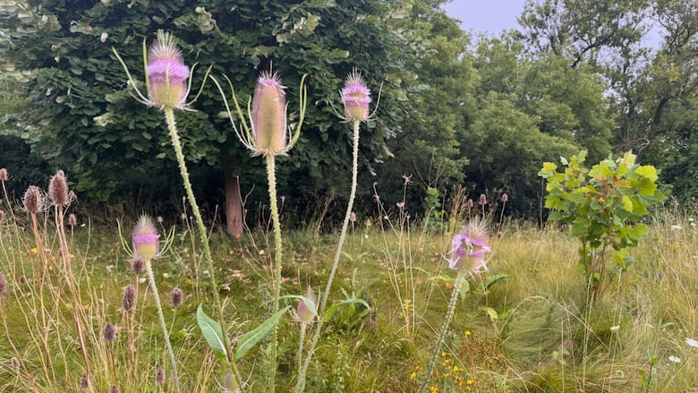 Teasel wildflowers grow along a naturalized area along Hyde Park Road in London, Ont.
