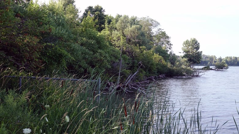 A heavily wooded area next to a wide river. A chain-link fence is in the foreground. It's a sunny afternoon.