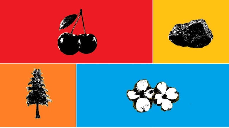 Okanagan cherries, the gold nugget, the Western redcedar tree and the Dogwood flower are the final four nature entrants in the Search for B.C.'s Best Symbol.