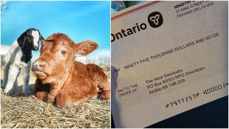 A collage. To the left, a baby goat and cow. To the right, a fraudulent cheque.