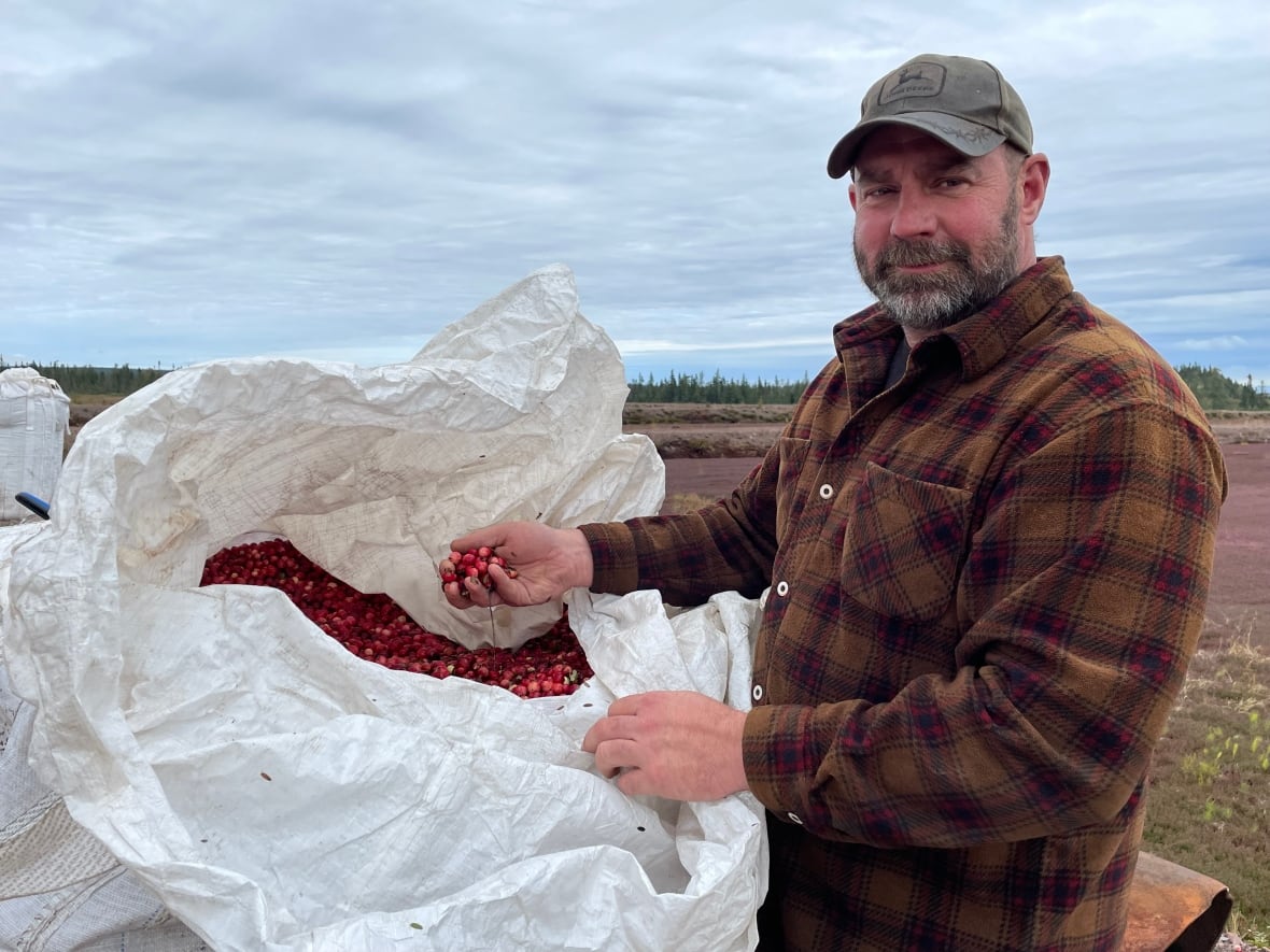 Man in plaid shirt holding a few red berries in his hands next to a large white bag with other red berries inside.