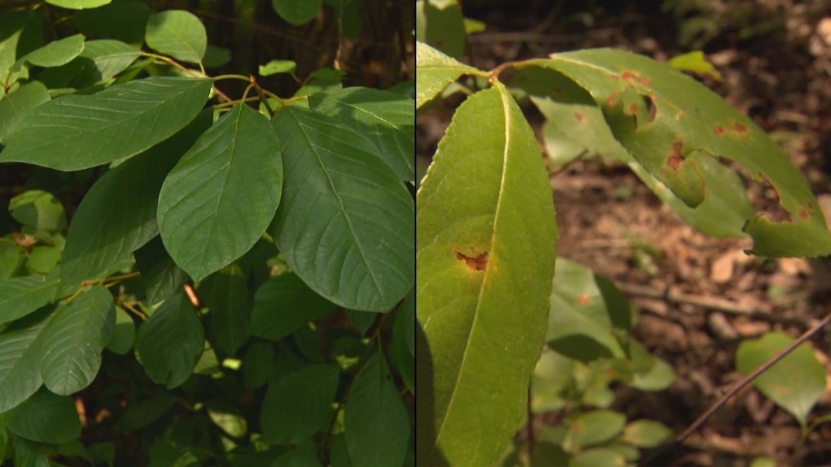 One one side, a dark green oval-shaped group of leaves. On the other, a light green, pointy group of leaves with bug bites.