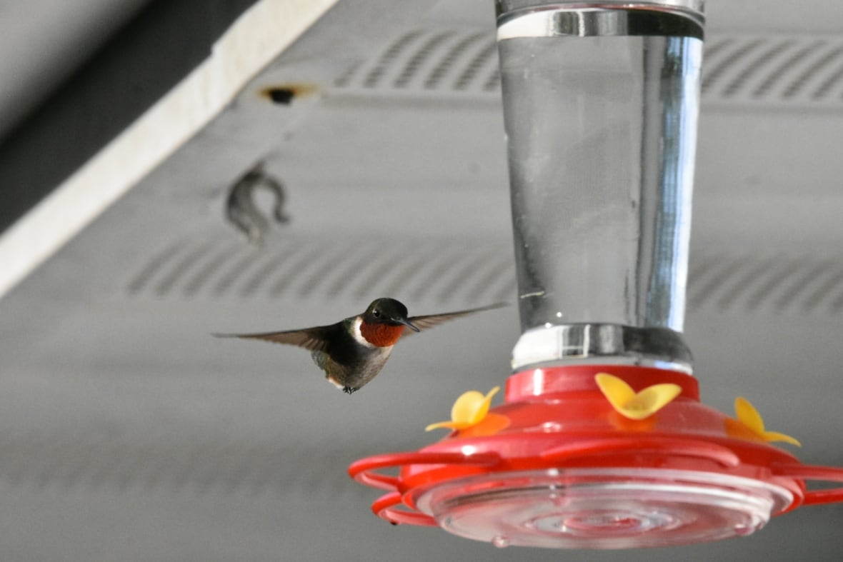 A hummingbird arriving at a hanging feeder