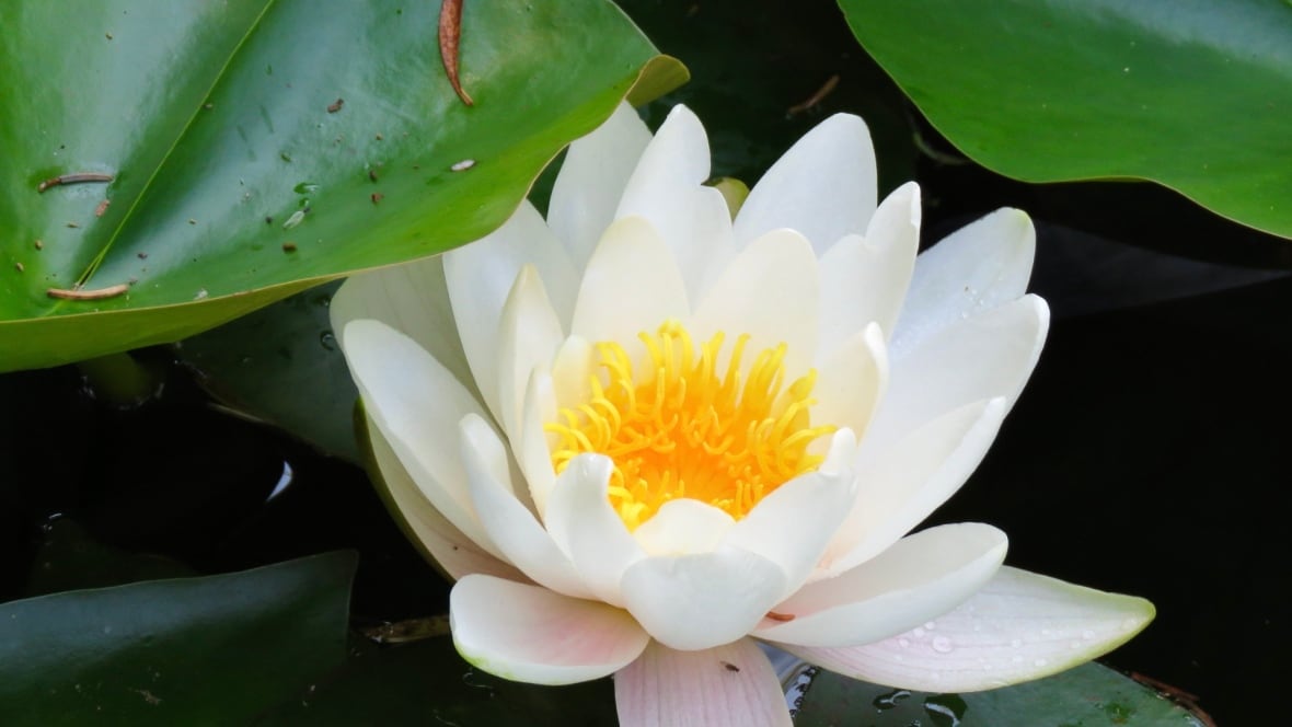 A white water lily with a yellow centre