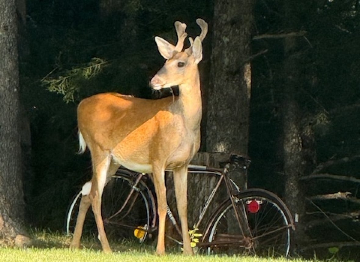 A deer standing next to a deer.