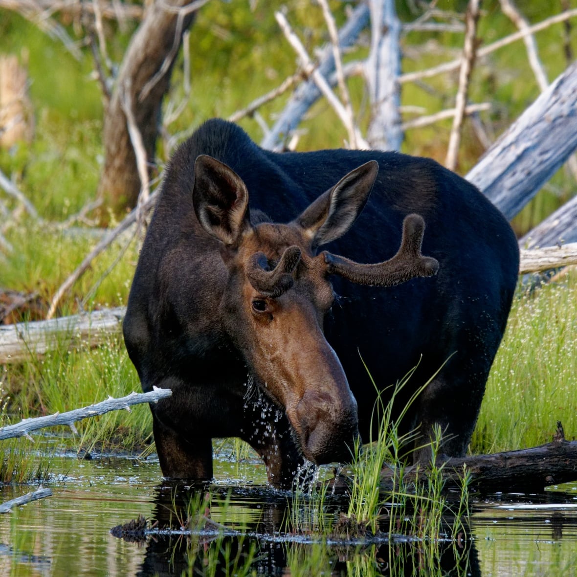 A moose drinking from a pond