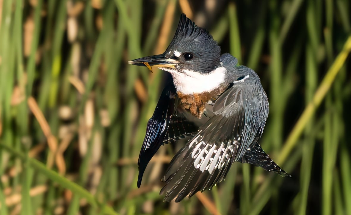 A grey and white bird flying next to some swampy greenery
