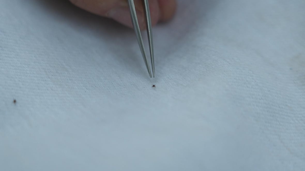 The forceps move towards small black spiders, on a white cloth. 