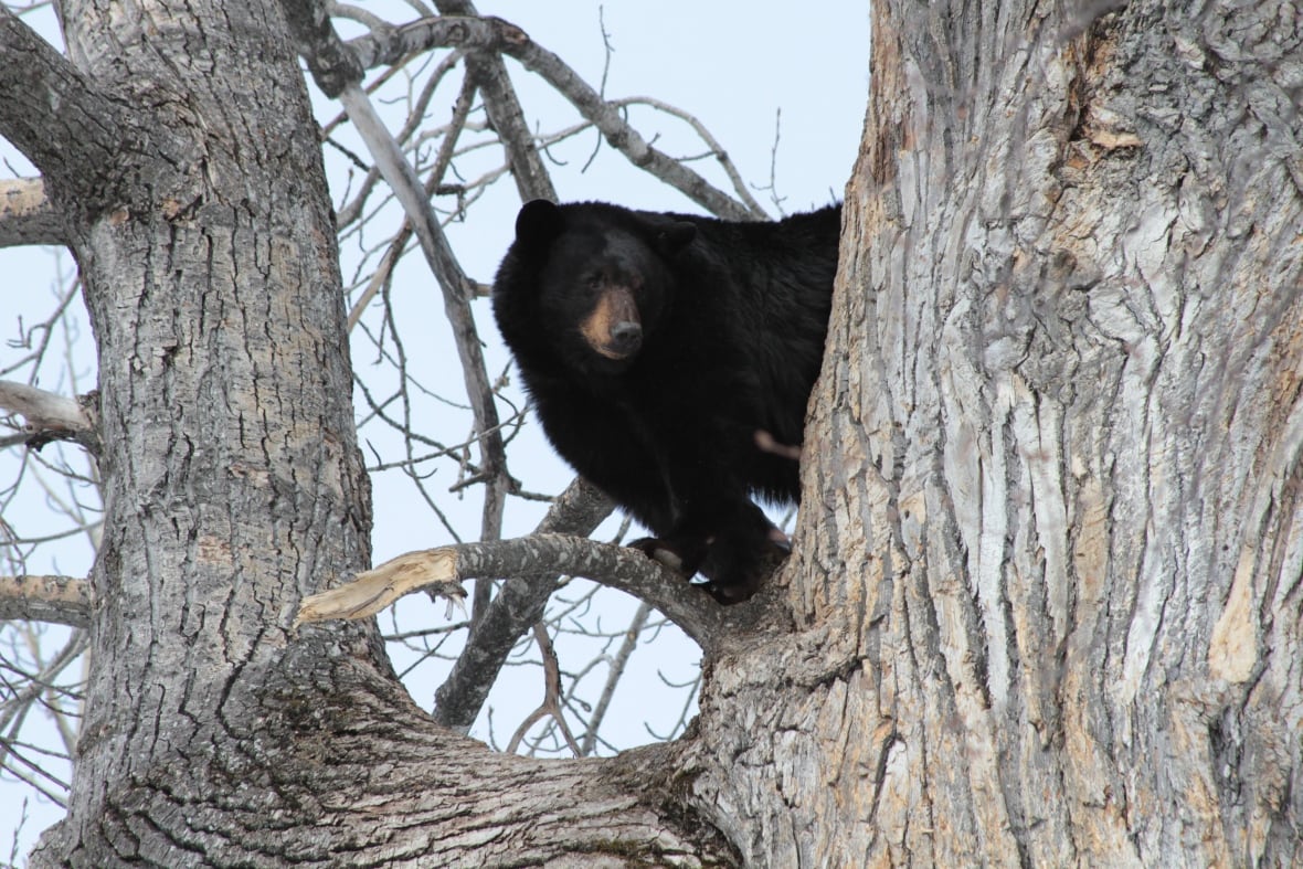 A black bear in a tree.