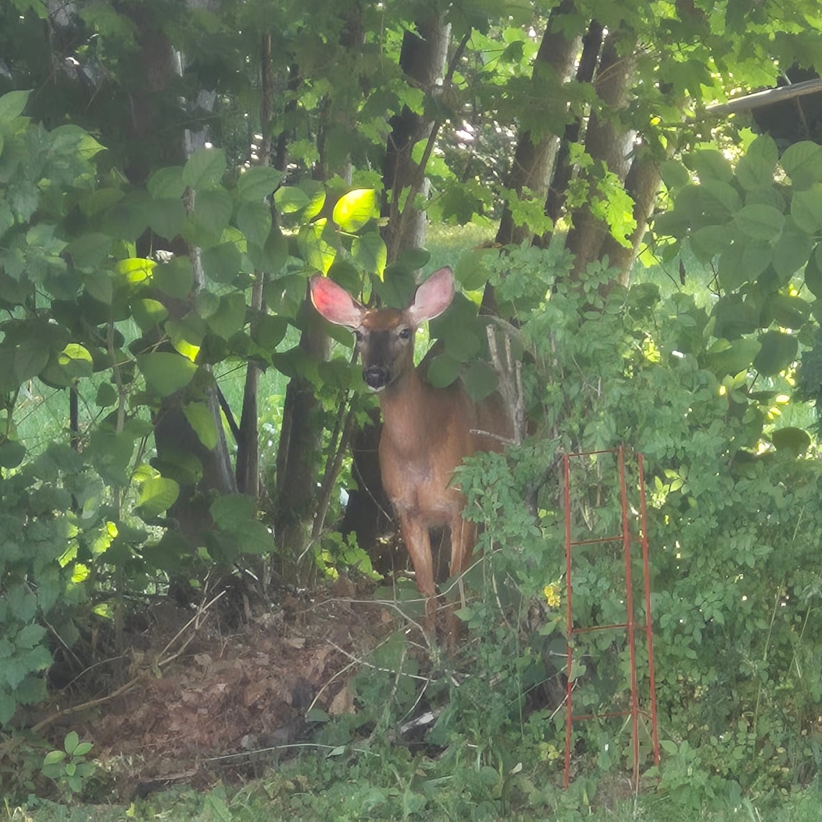 A deer poking out of the woods