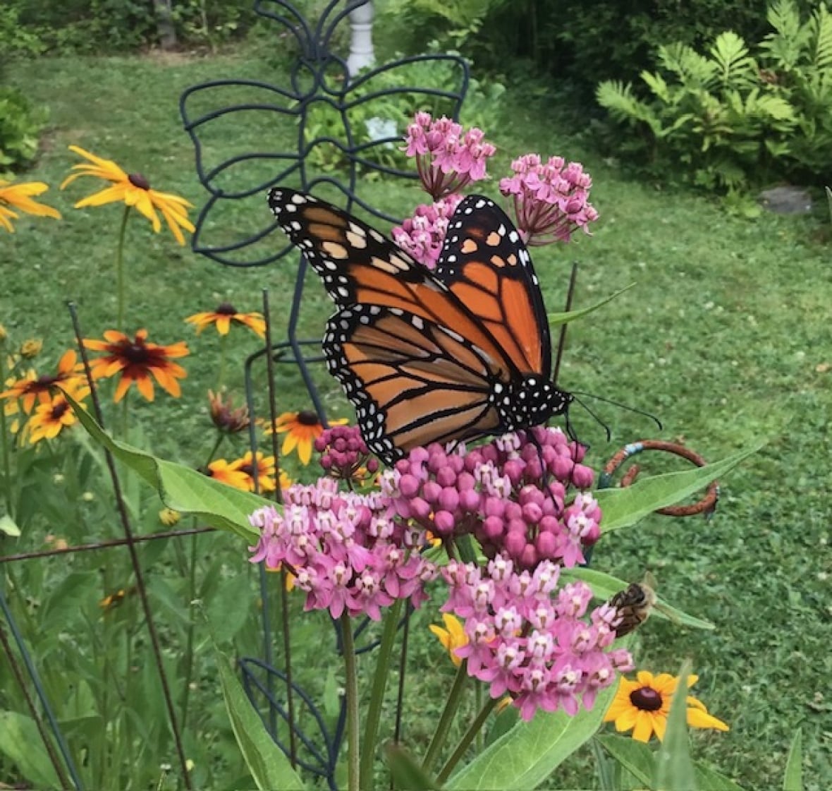An orange and black monarch perched on a pink flower