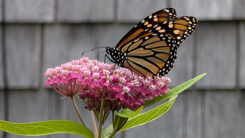 An orange and black butterfly on top of a pink plant