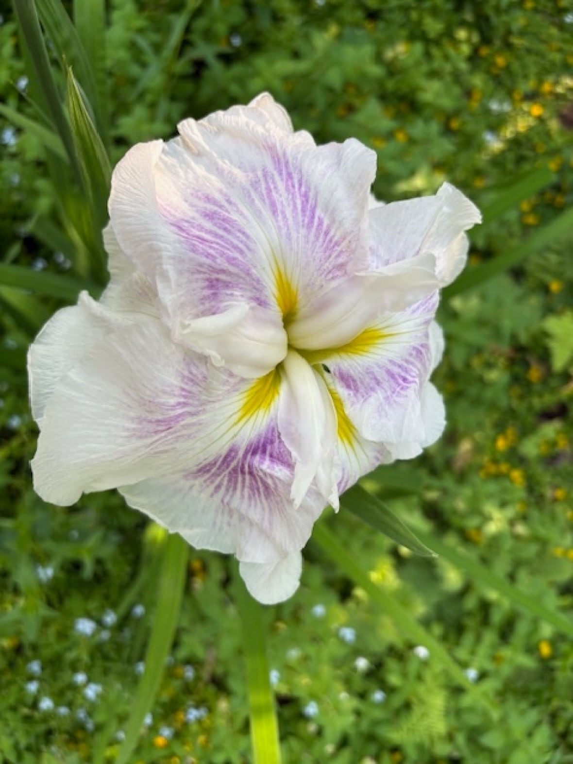 A white iris flower with hints of pastel purple and bright yellow throughout the flower