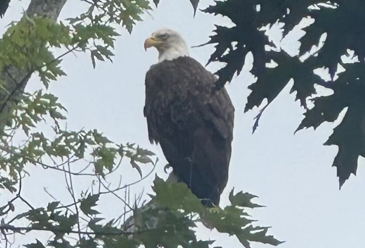 A bald eagle in a tree